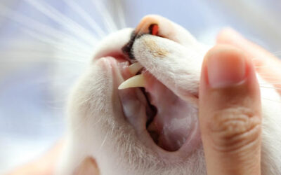 Pet Dental Services at Hammond Veterinary Hospital