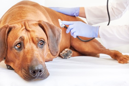 A dog being examined, stethoscope, pet in pain