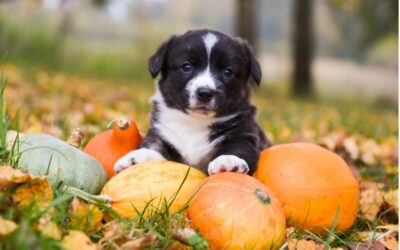 8 Tips to Keep Your Pets Safe for Halloween