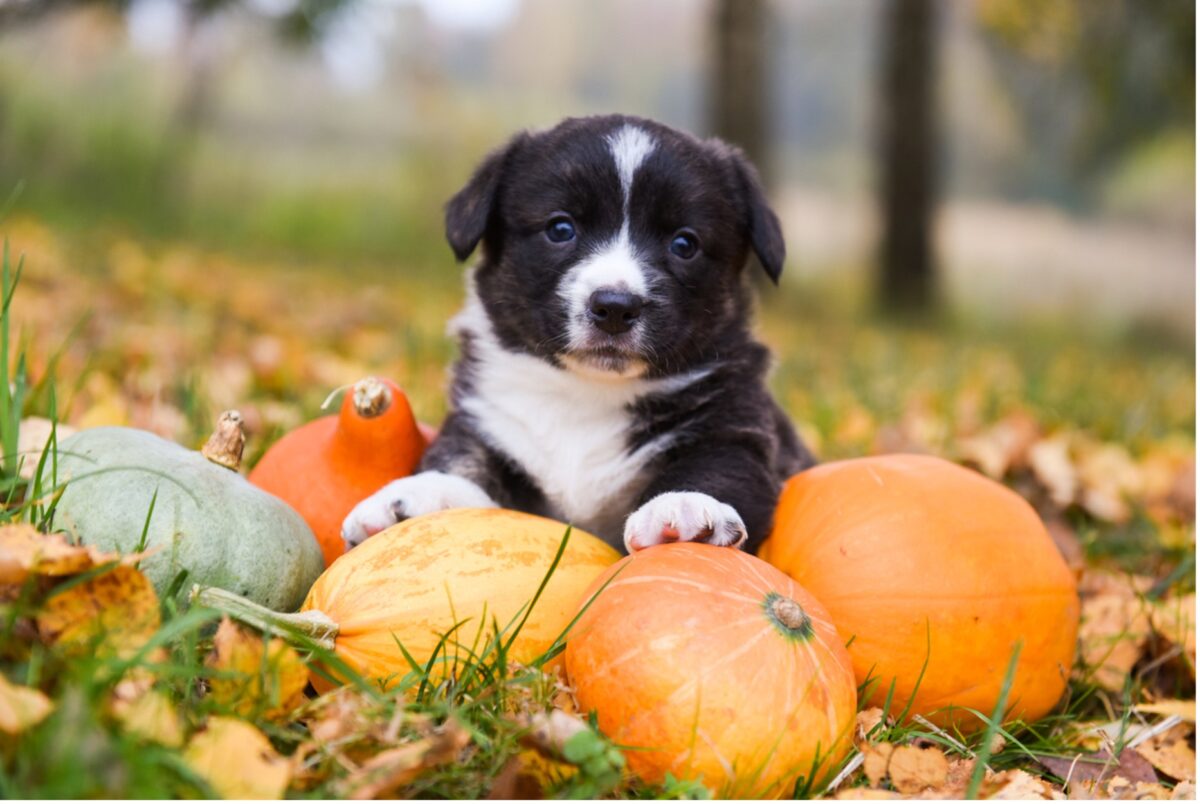 A picture containing puppy, grass, outdoor, laying, pumpkins