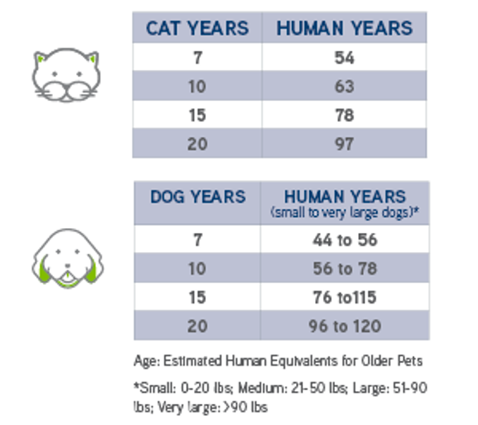 Dogs and cats ages in human years