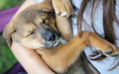 10 Essential Tips to Care for a New Pet