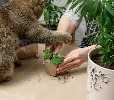 A picture containing, plant, person, cat