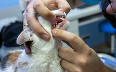 Facts About Pet Teeth Cleaning You Should Know