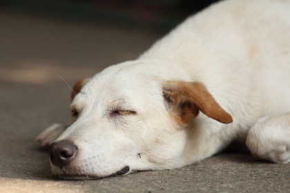 A dog lying on the ground with a mosquito on its face.