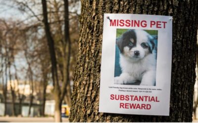 Lost Pets – Don’t Let Your Pet Become One of the Statistics