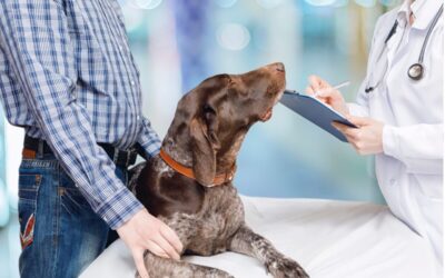 Navigating Pet Care Medical Costs