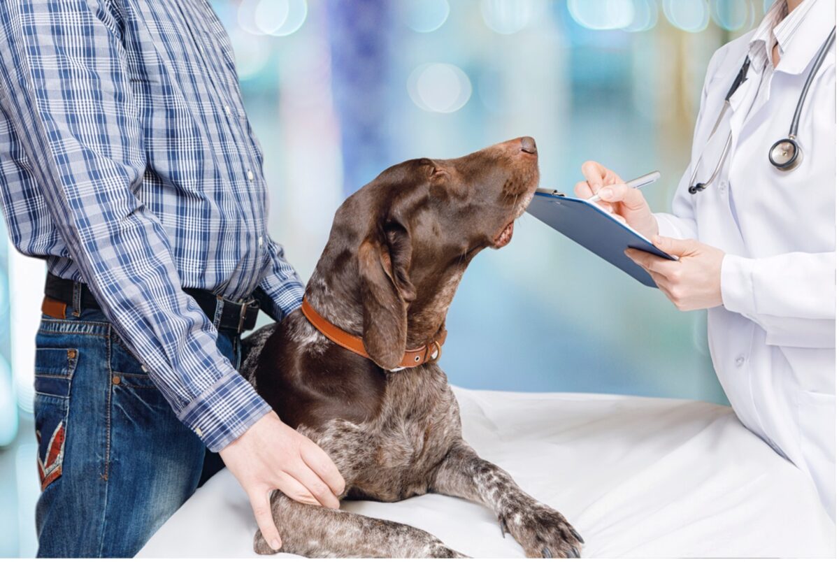 A dog being examined by a doctor, Navigating Pet Care Medical Costs