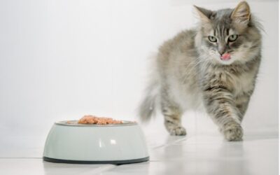 Selecting the Right Pet Food for Dogs, Cats, and Exotic Pets