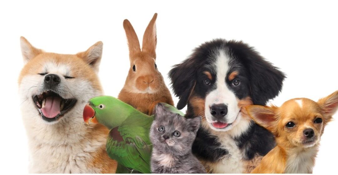 National Pet Wellness Month at Hammond Veterinary Hospital