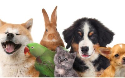 National Pet Wellness Month at Hammond Veterinary Hospital