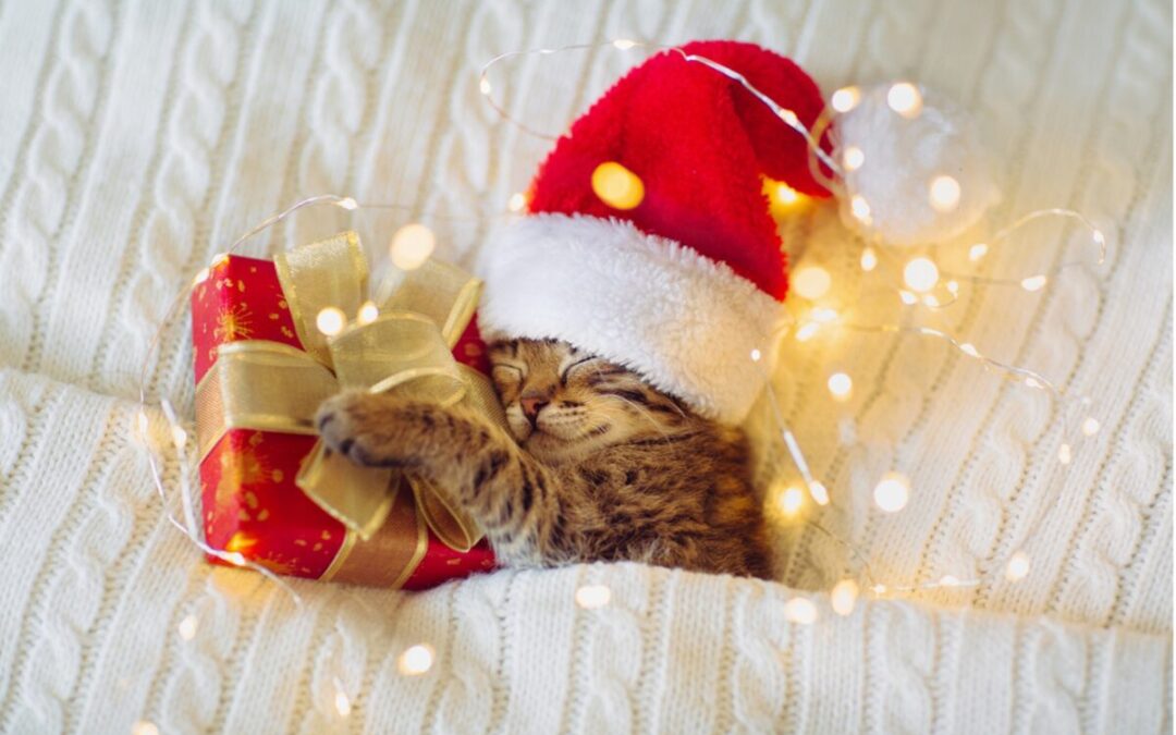 Unwrapping Joy with Christmas Gifts for Pets of All Kinds!