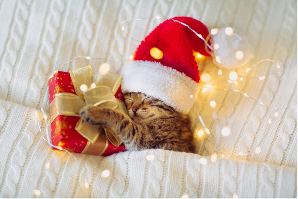 A cat wearing a santa hat and lying on a blanket with a present, Unwrapping Joy with Christmas Gifts for Pets of All Kinds!
