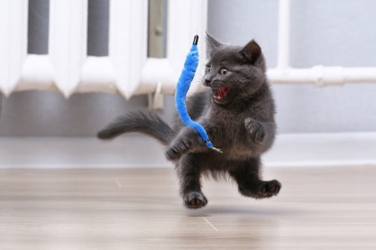 A cat running with a toy