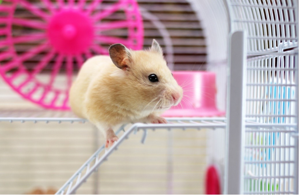 A small rodent on a white cage