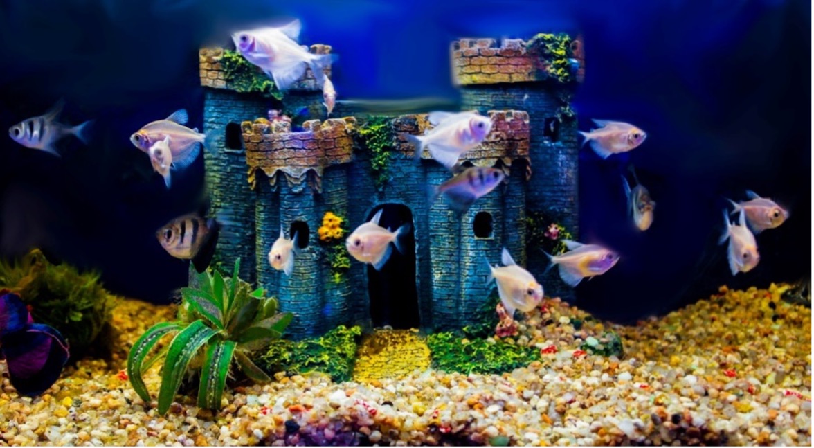 fish swimming in a castle