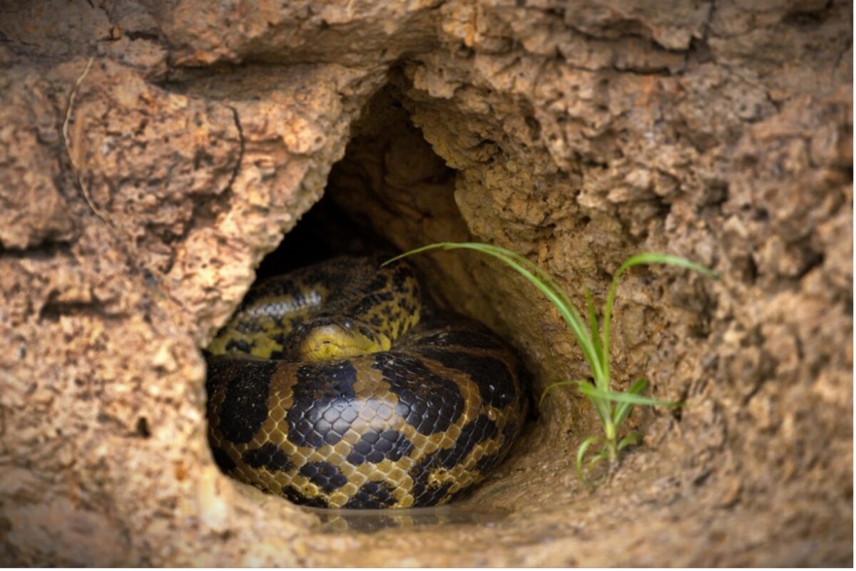 A snake in a hole in a rock