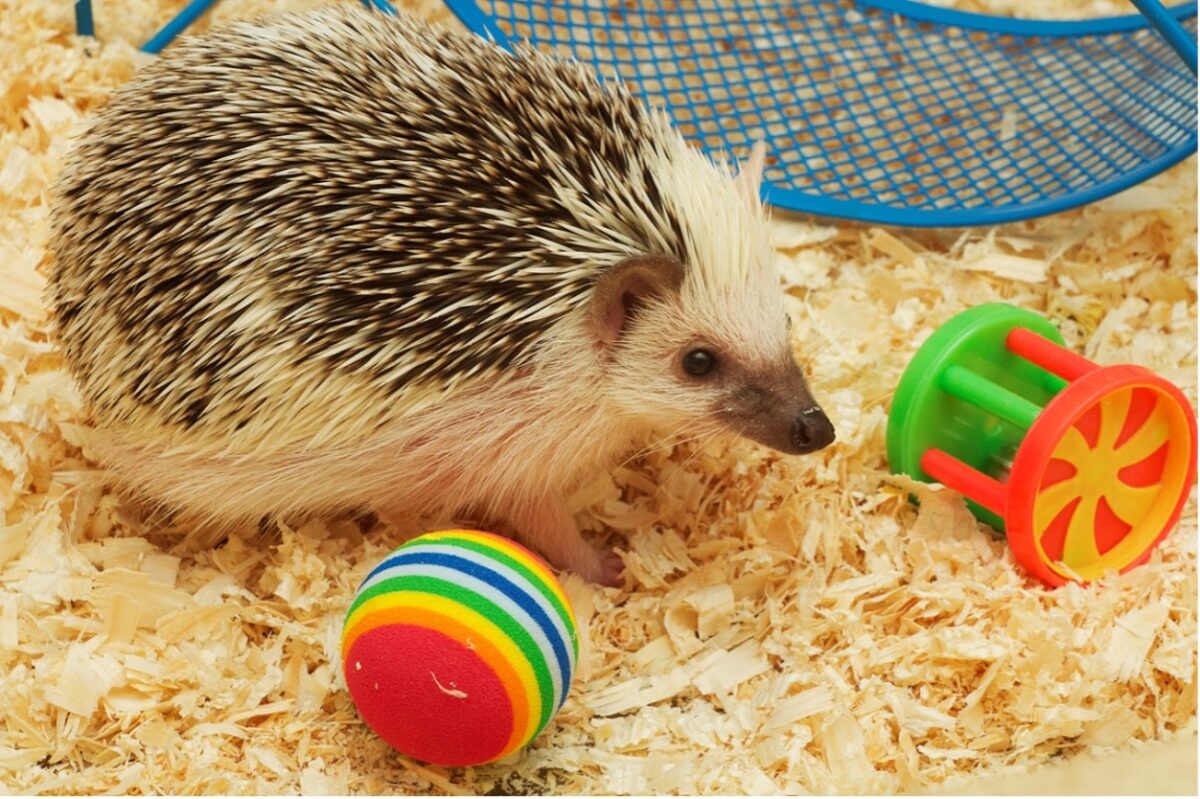 A hedgehog with a ball and a toy