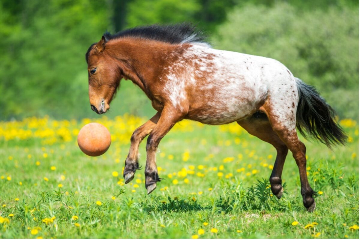 A horse jumping with a ball in the air