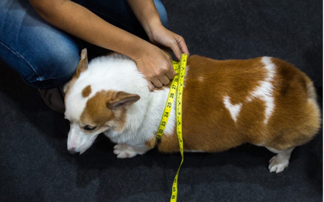 The Weighty Issue: Dealing with the Impact of Pet Obesity on Furry Friends