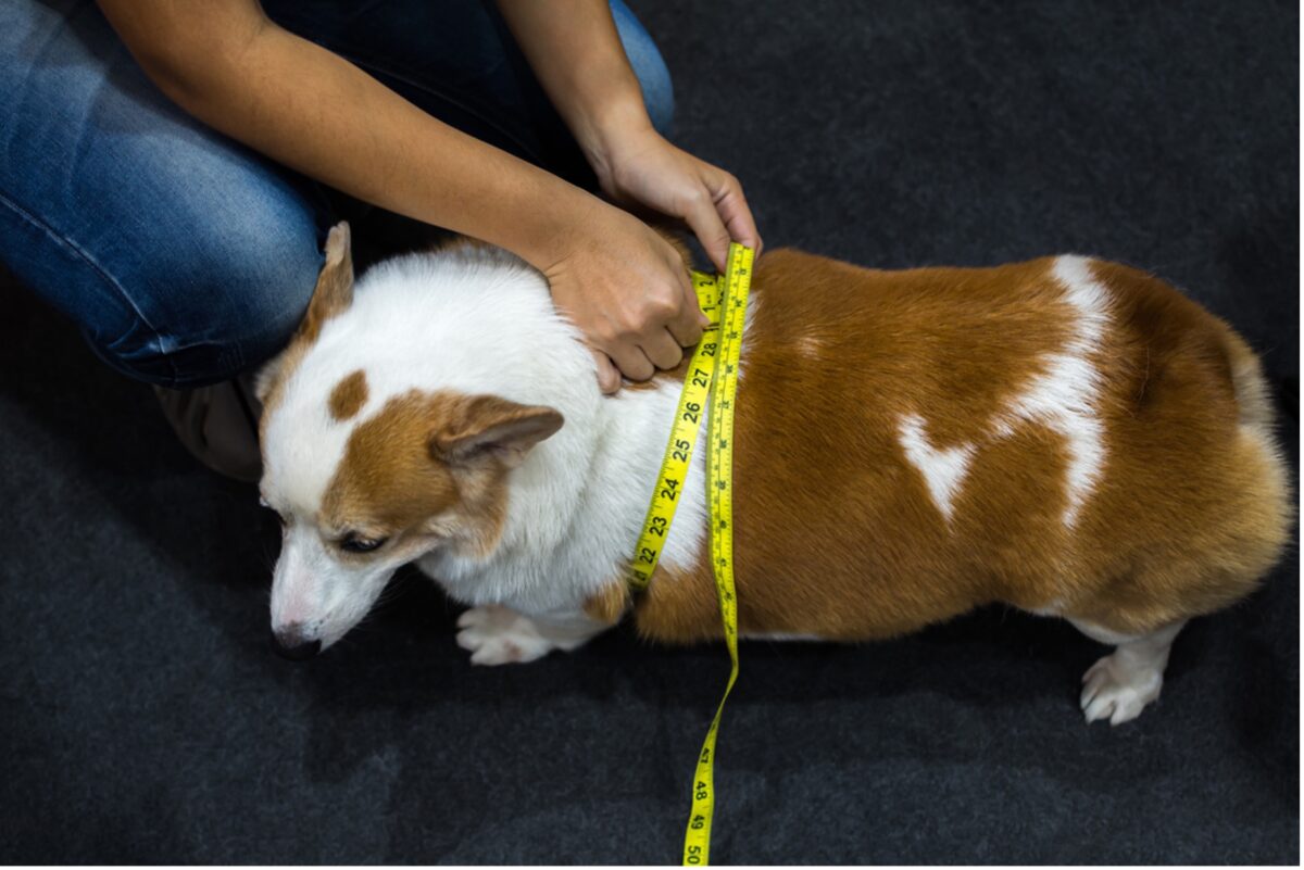 A person measuring an obese dog, The Weighty Issue: Dealing with the Impact of Pet Obesity on Furry Friends