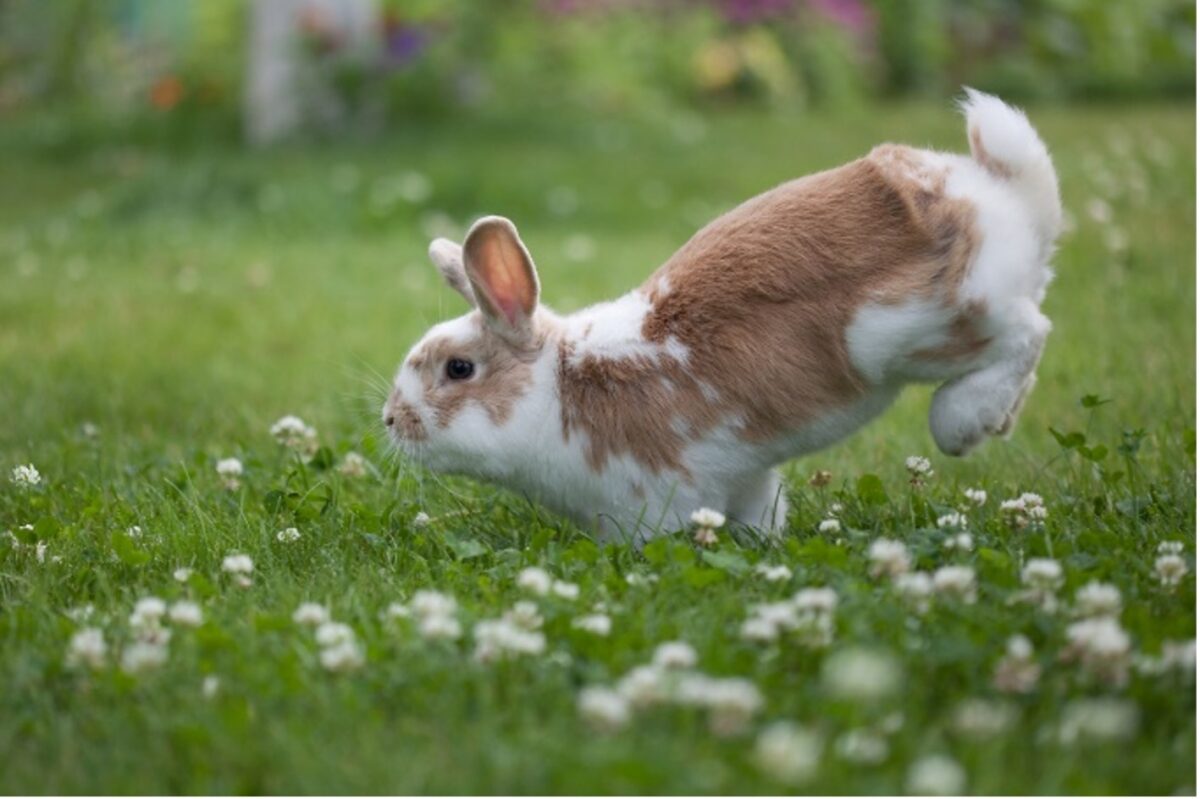 A rabbit jumping in the grass