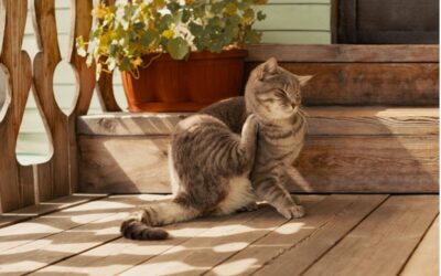 Flea and Tick Prevention for Cats, Dogs, Exotic Pets, and Horses