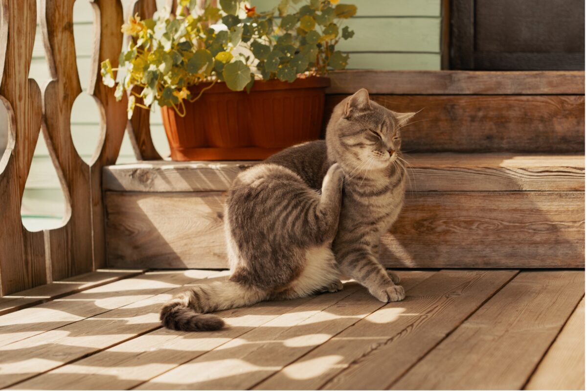A cat scratching its back on a porch, Flea and Tick Prevention for Cats, Dogs, Exotic Pets, and Horses