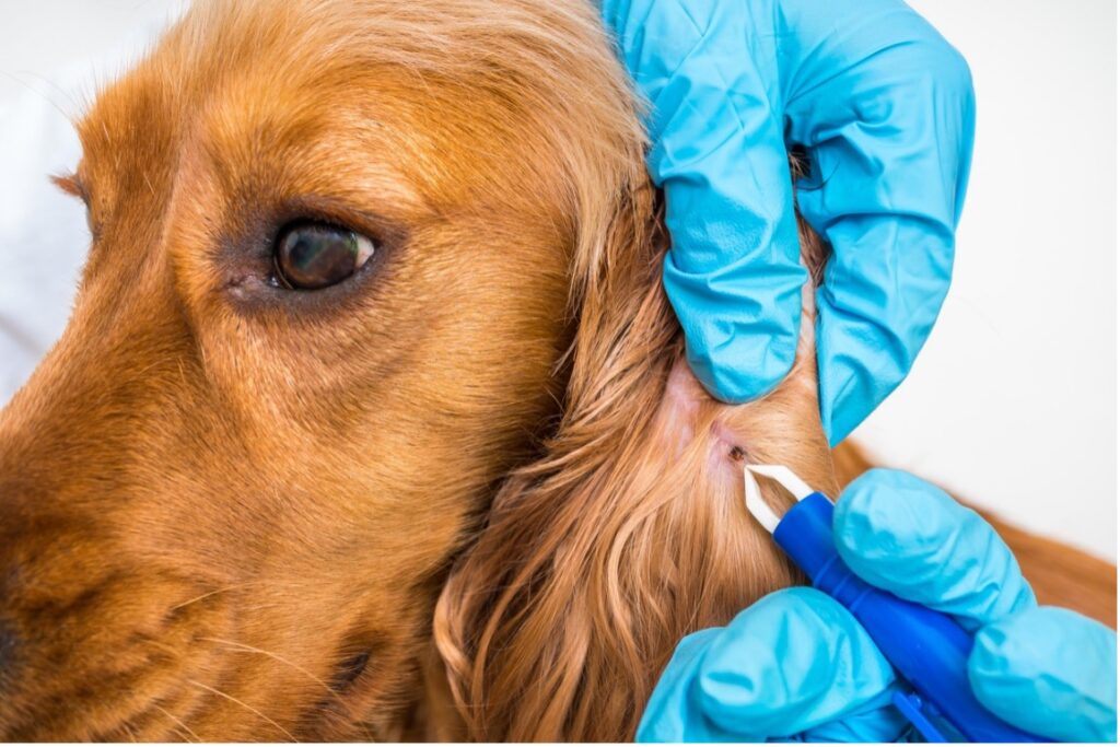 A person removing a tick from a dog