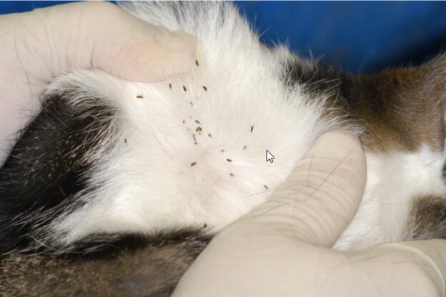 A person exposing a lot of fleas in an animal's fur