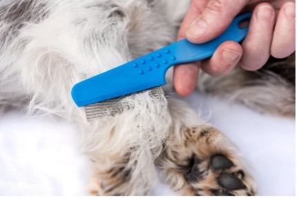 A person brushing a dog's fur
