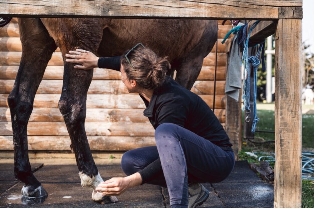 A person touching a horse's leg, Flea and Tick Prevention for Horses