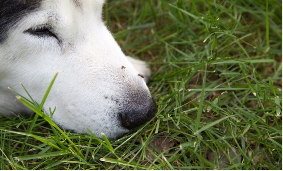 A close up of a dog's face, Heartworm Awareness Month: Preventing the Silent Threat of Heartworm Disease