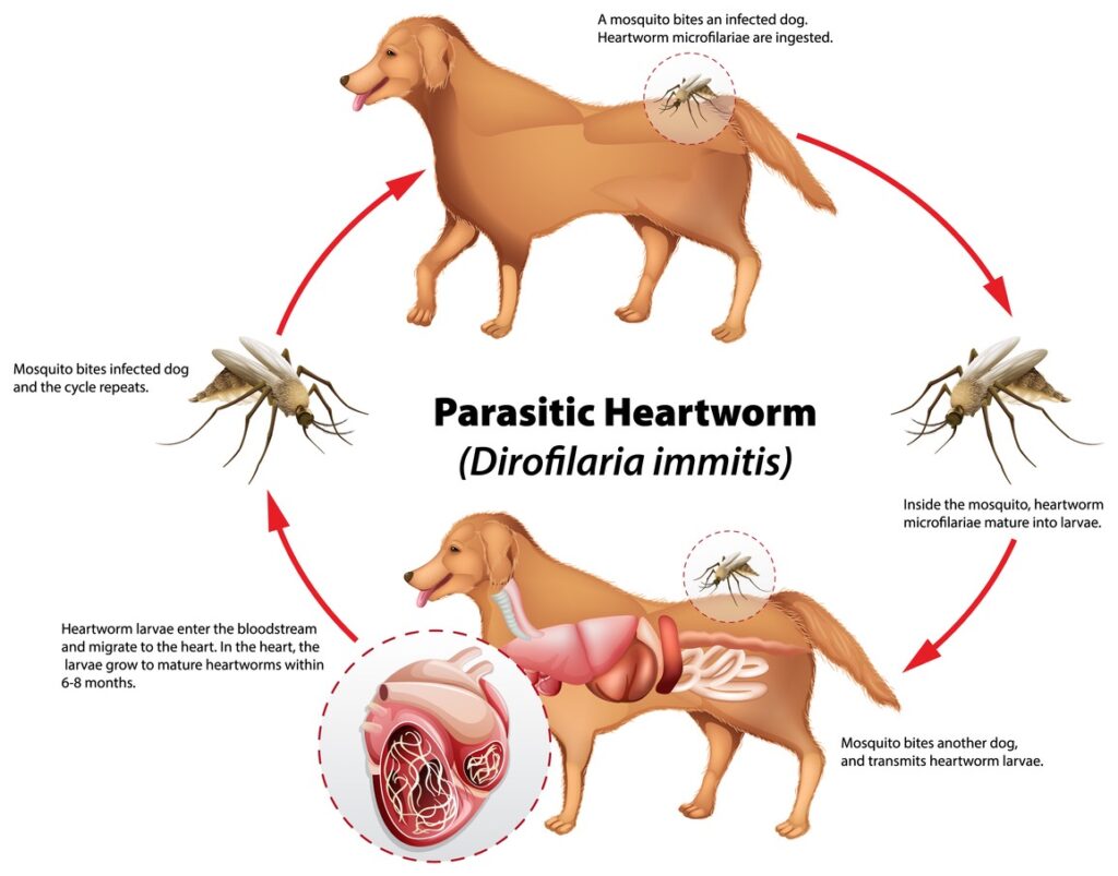 A diagram of the lifecycle of heartworm a dog