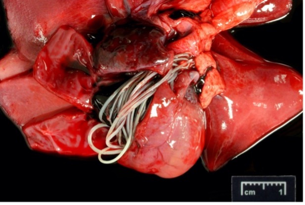Image of a ferret's heart that died suddenly of heartworm disease