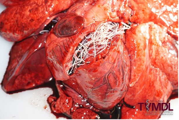 Image of a dog’s heart with heartworm