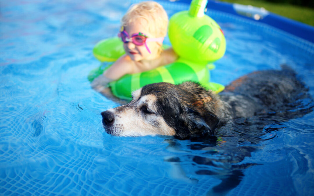 Prevent Heatstroke in Pets and Farm Animals: Summer Tips from Hammond Veterinary Hospital