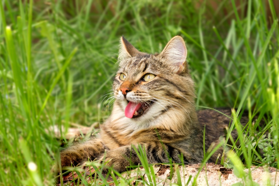 A cat lying in the grass panting, Understanding the Impact of Heat and Humidity on Pet Hydration