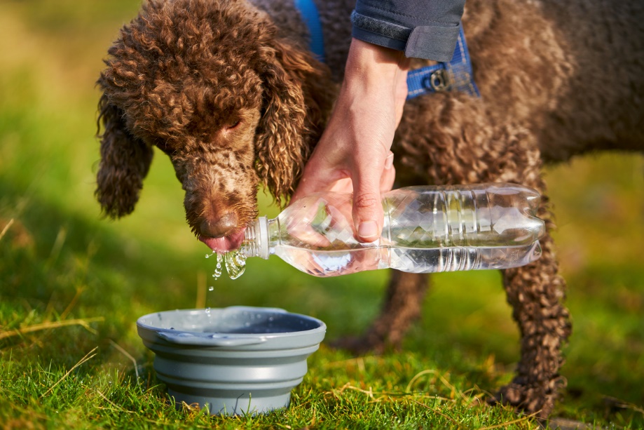 A dog drinking water from a bottle, Preventing Heatstroke: Keeping Pets Cool in Hot Weather