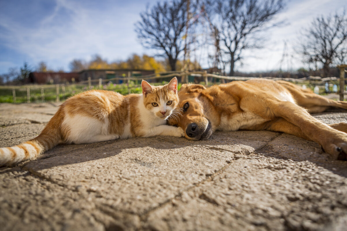 A cat and dog lying on the ground, Understanding Core and Non-Core Domestic Animal Vaccines: Protecting Your Animals from Disease