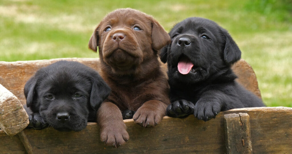 A group of puppies in a wooden box, Animal Vaccinations for Dogs