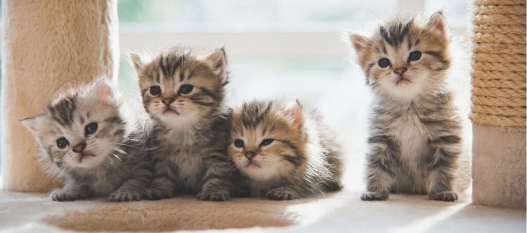 A group of kittens sitting on a carpet, Animal Vaccinations for Cats