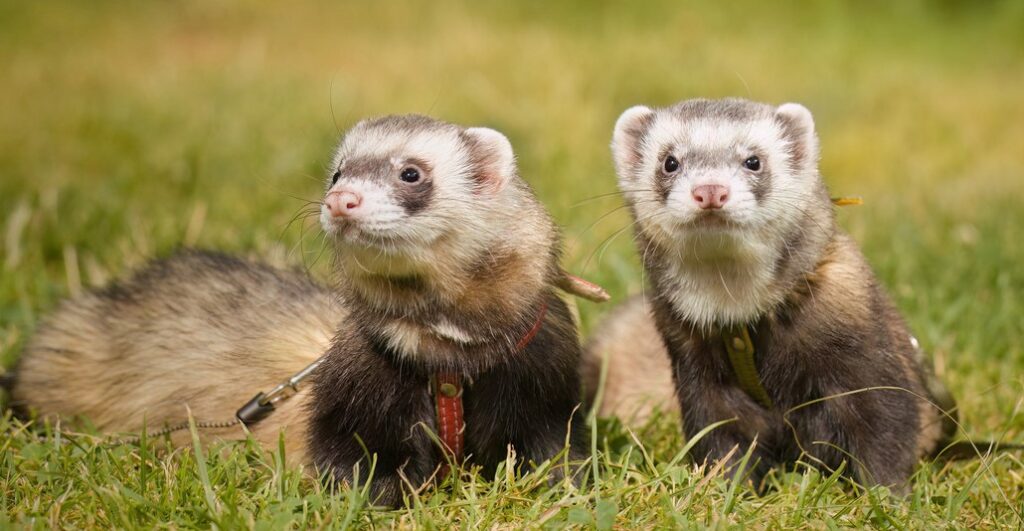 Two ferrets in the grass, Animal Vaccinations for Ferrets