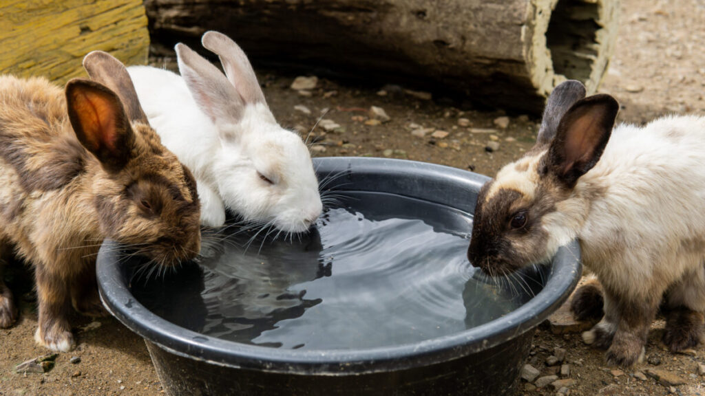 Three rabbits drinks water, Animal Vaccinations for Rabbits