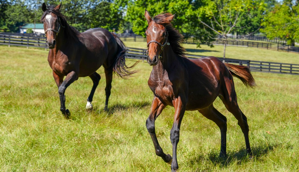 Two horses running in a field, Animal Vaccinations for Horses