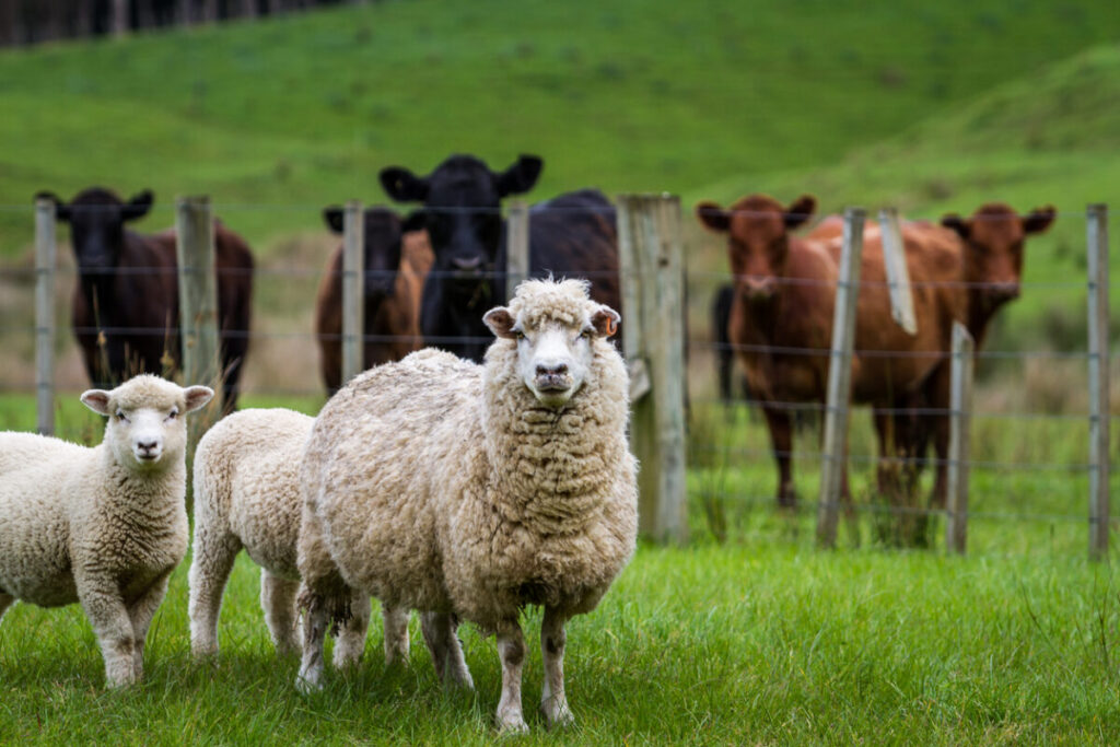 A group of sheep and cattle in a field, Animal Vaccinations for Livestock