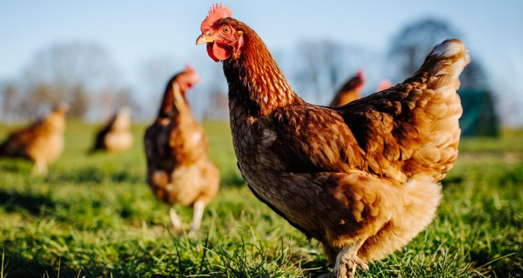 A group of chickens in a field, Animal Vaccinations for Poultry