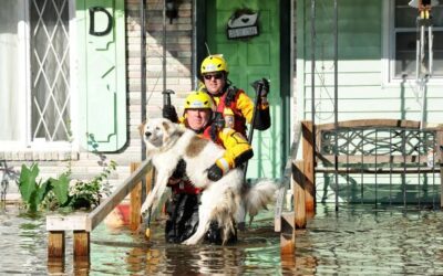 Pet Disaster Preparedness: Protecting Your Furry Friends