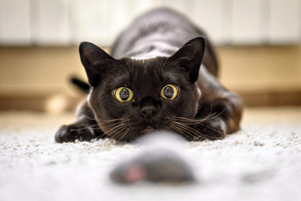 A black cat lying on a white carpet, The Importance of Keeping Your Pet Active with Mental Stimulation