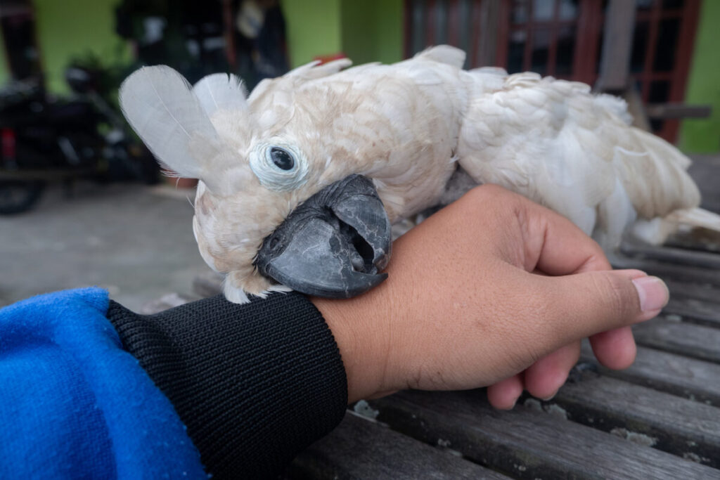 A bird on a person's hand, Strengthening Your Bond Through Activity and Play